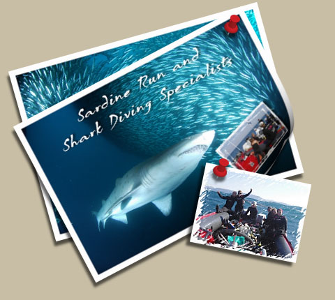 Sardine Run and Shark Dicing Experts - Port St. Johns
