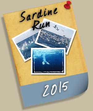 Sardine Run 2012 - Port St. Johns 