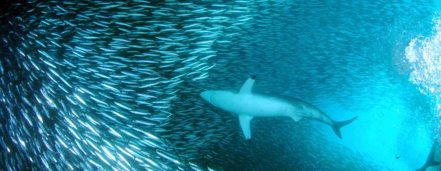 Offshore Africa Port St. Johns