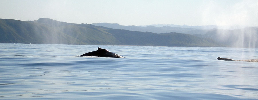 Offshore Africa Port St. Johns