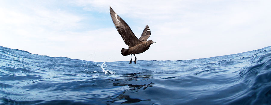 Offshore Africa Port St. Johns