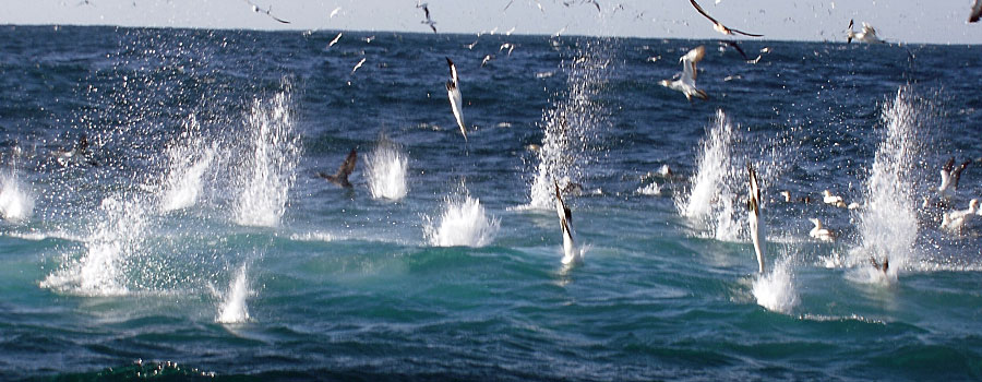 Offshore Africa Port St. Johns