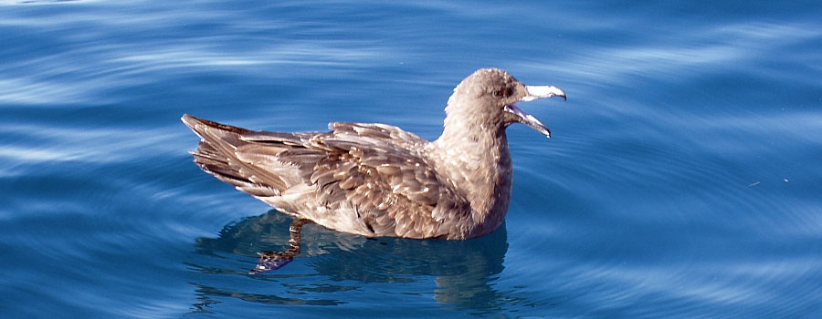 Offshore Africa Port St. Johns