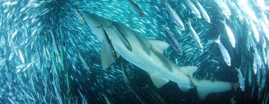 Offshore Africa Port St. Johns