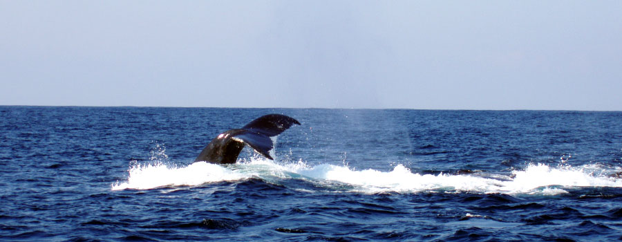 Offshore Africa Port St. Johns