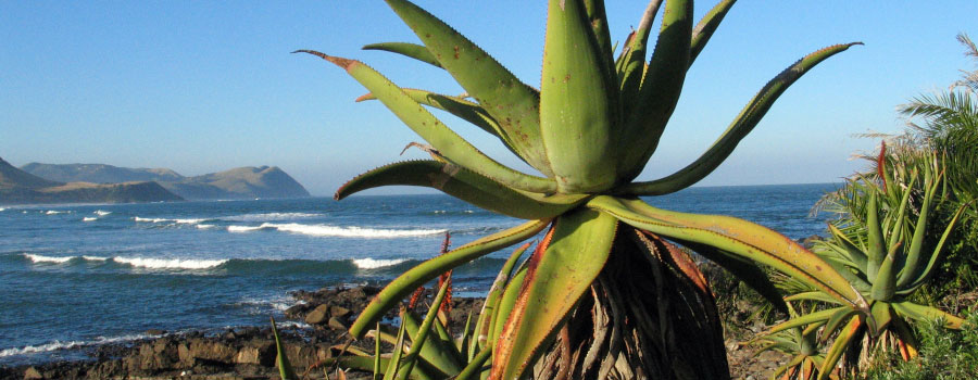 Offshore Africa Port St. Johns