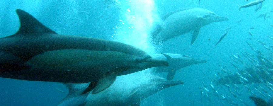 Offshore Africa Port St. Johns