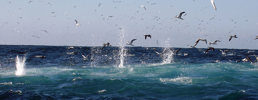 Offshore Africa Port St. Johns