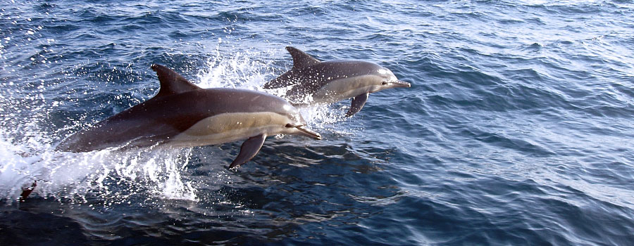 Offshore Africa Port St. Johns