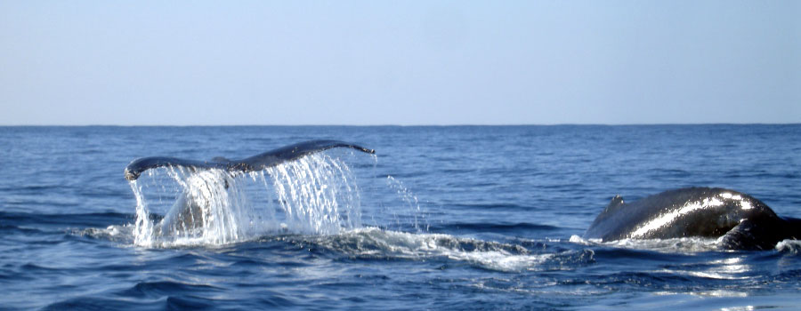 Offshore Africa Port St. Johns