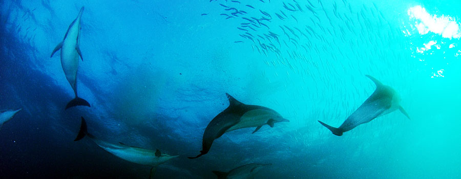 Offshore Africa Port St. Johns