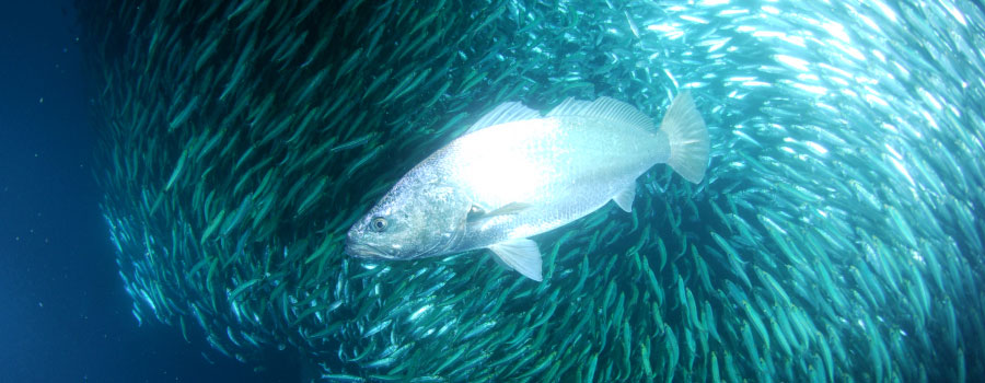 Offshore Africa Port St. Johns
